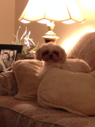 Rosie on the couch 